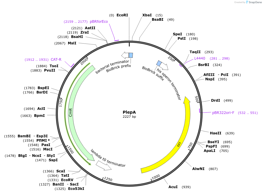 55175-plasmid-map-sequence-id-86021