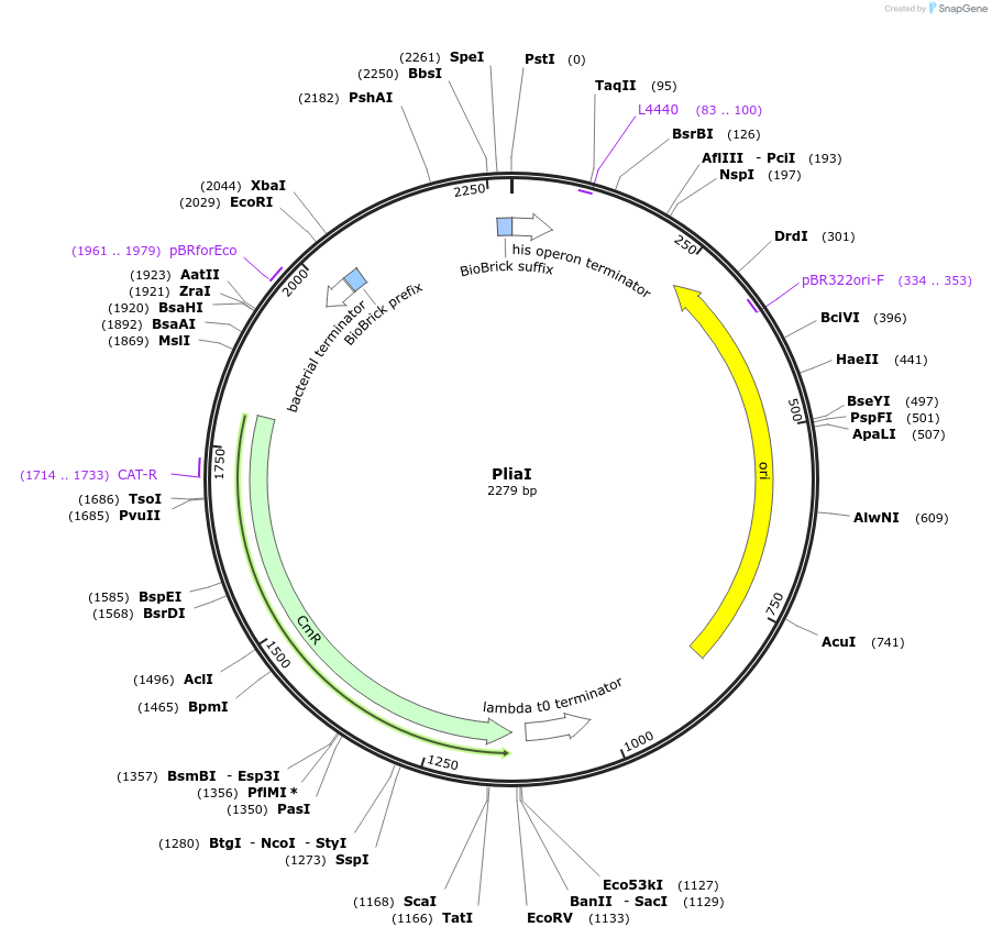 55177-plasmid-map-sequence-id-86026