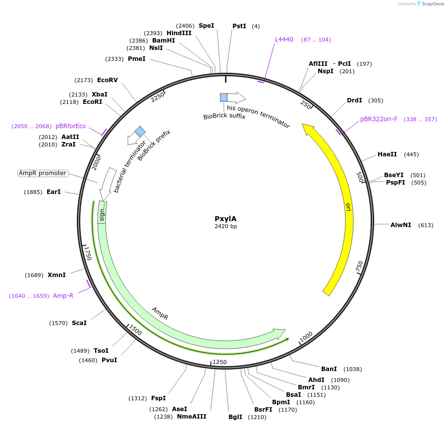 55178-plasmid-map-sequence-id-86028