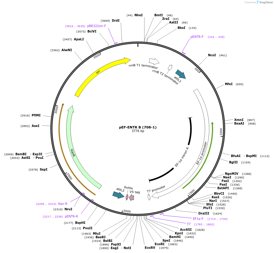 17428-plasmid-map-sequence-id-8603