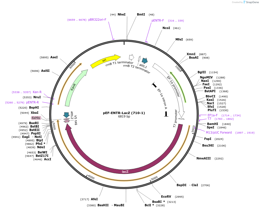 17430-plasmid-map-sequence-id-8605