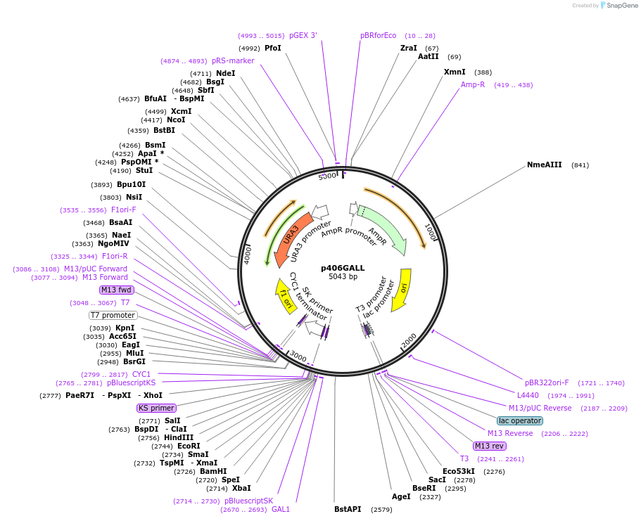17434-plasmid-map-sequence-id-8608