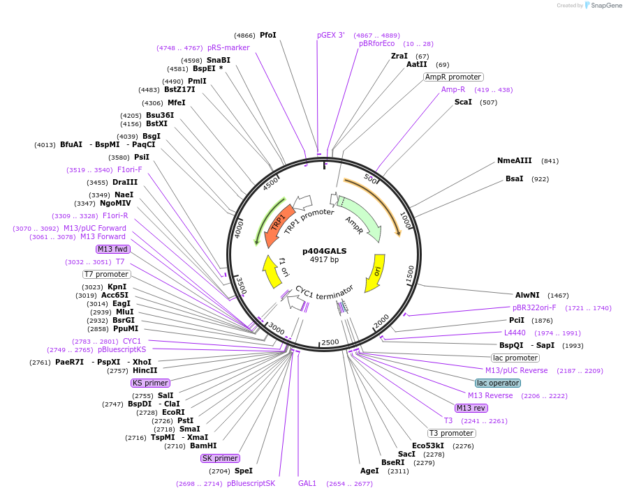 17435-plasmid-map-sequence-id-8609