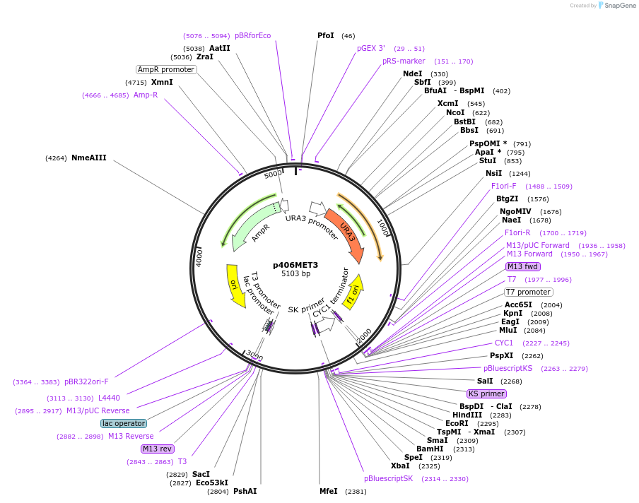 17436-plasmid-map-sequence-id-8610