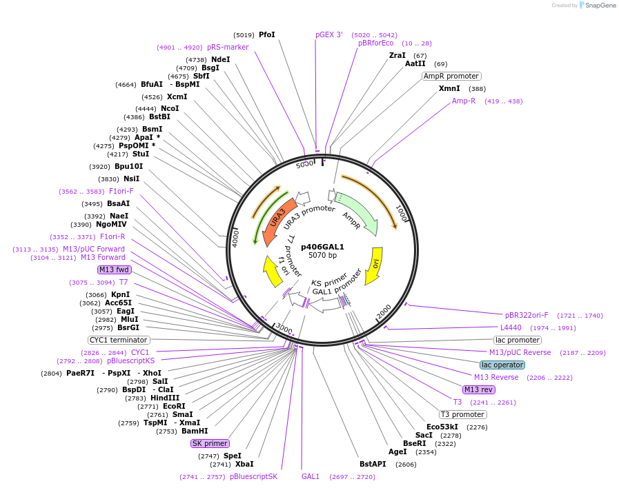 17437-plasmid-map-sequence-id-8611
