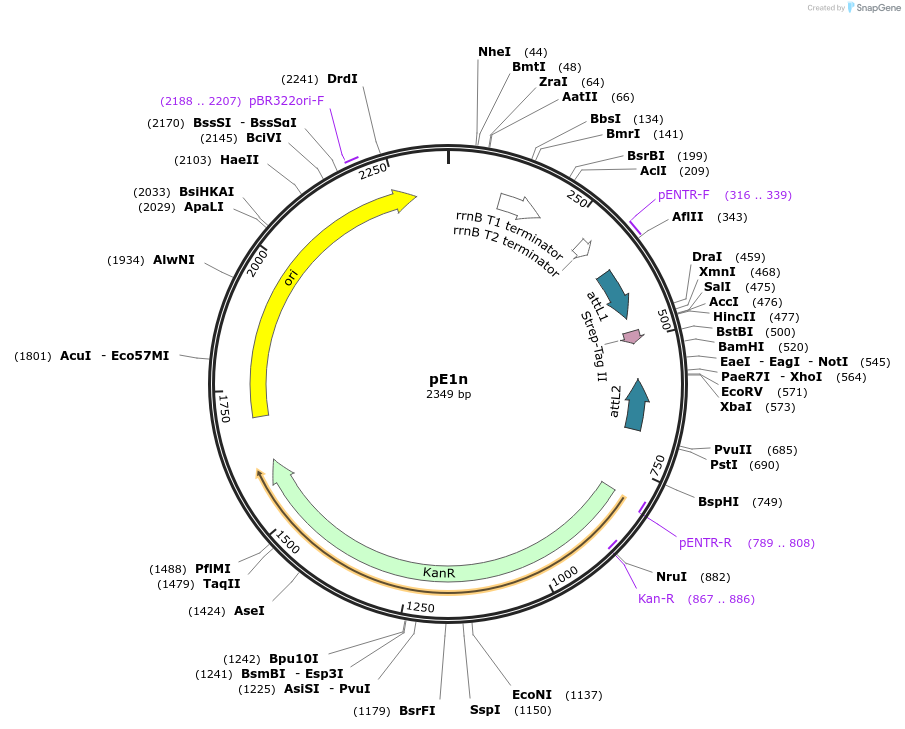 17441-plasmid-map-sequence-id-8612