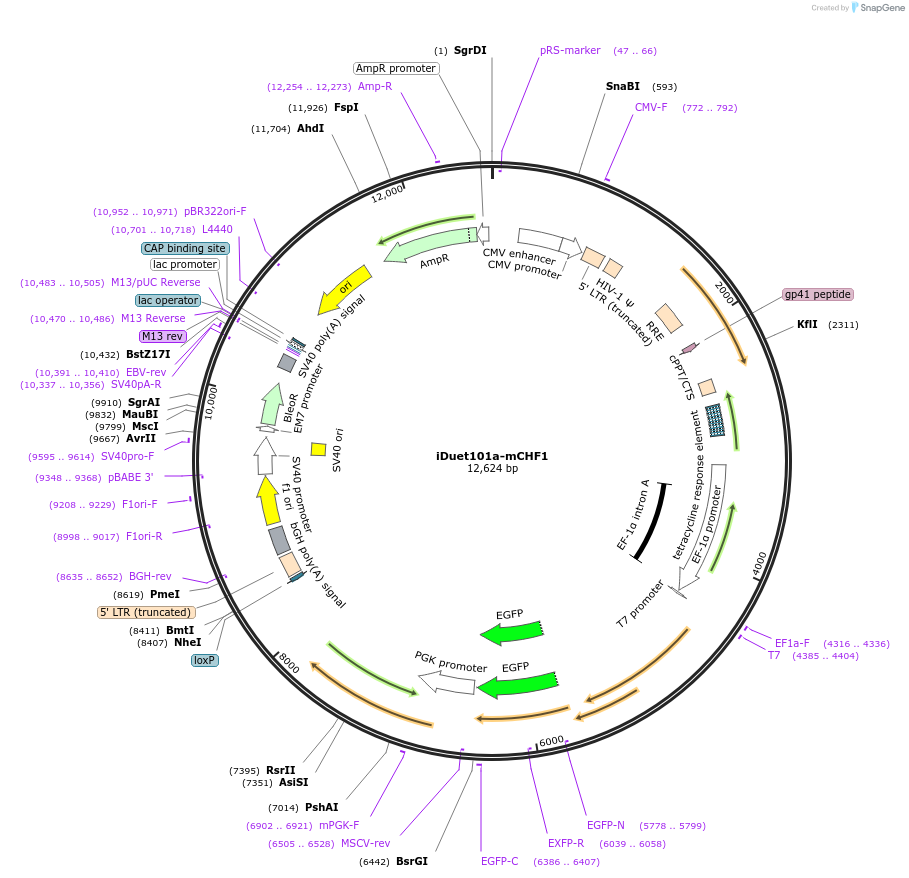 55611-plasmid-map-sequence-id-86128