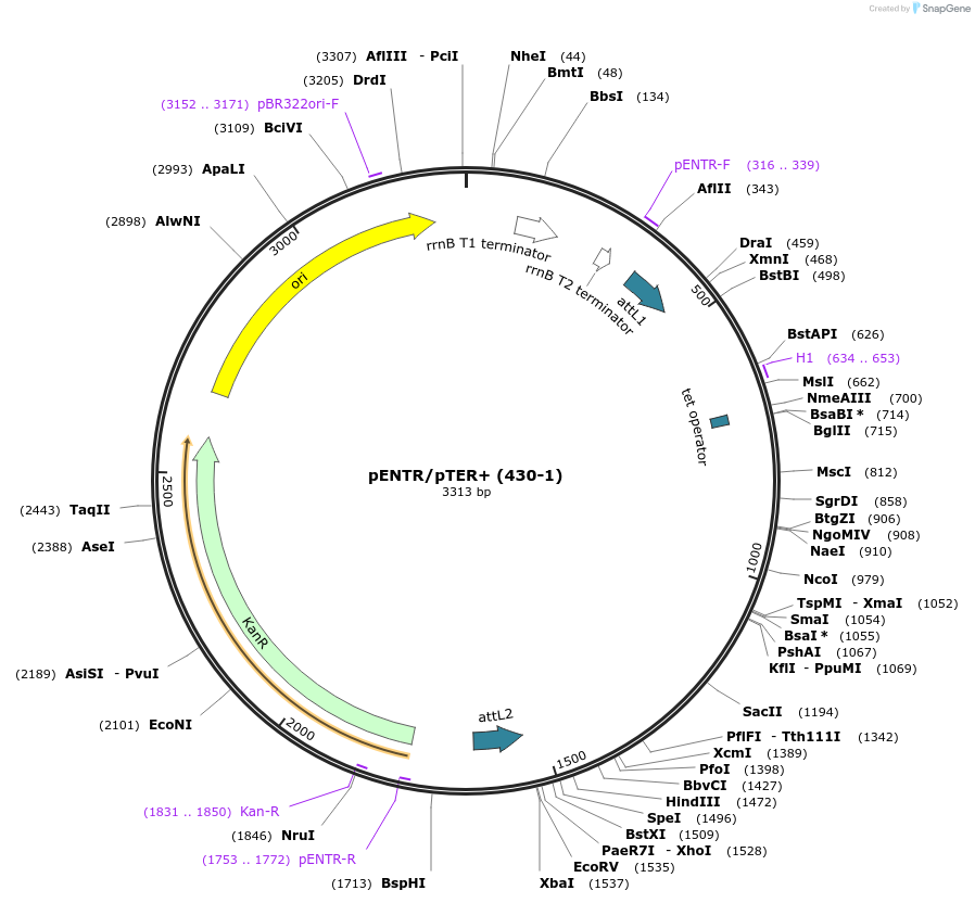 17453-plasmid-map-sequence-id-8621