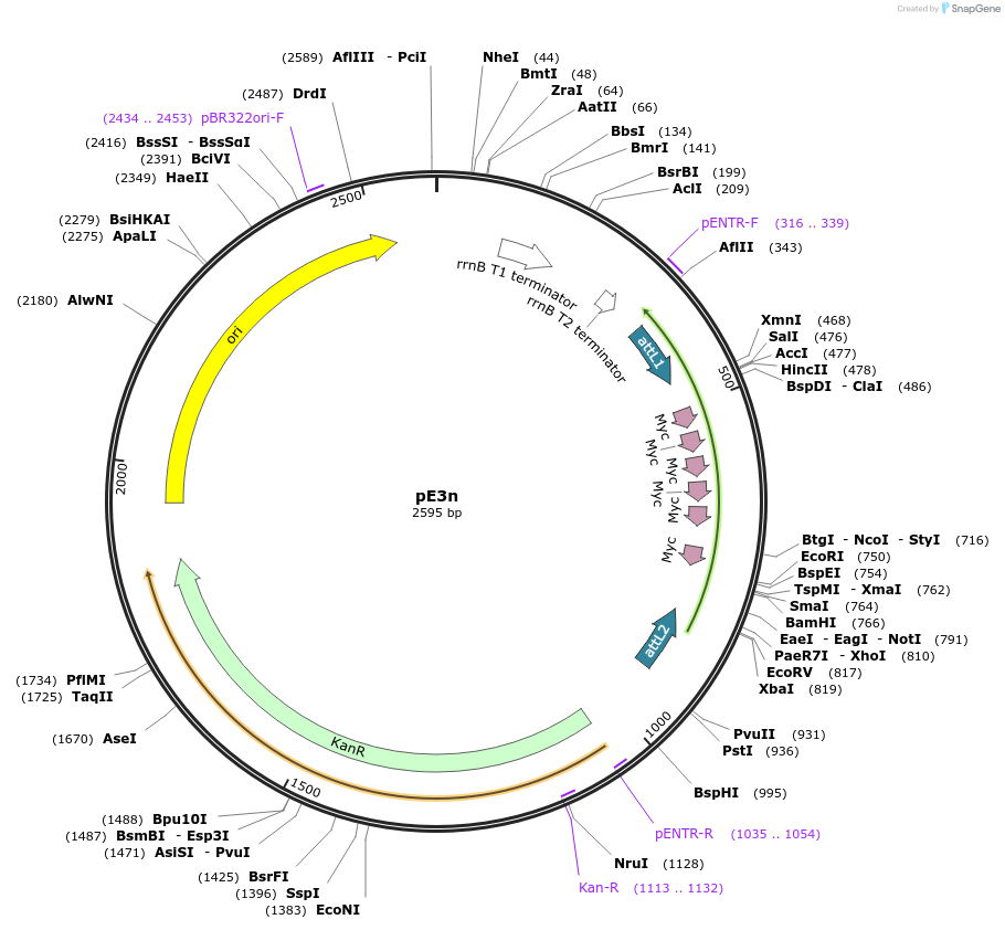 17457-plasmid-map-sequence-id-8625