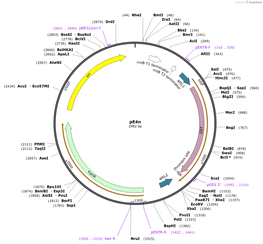 17458-plasmid-map-sequence-id-8626