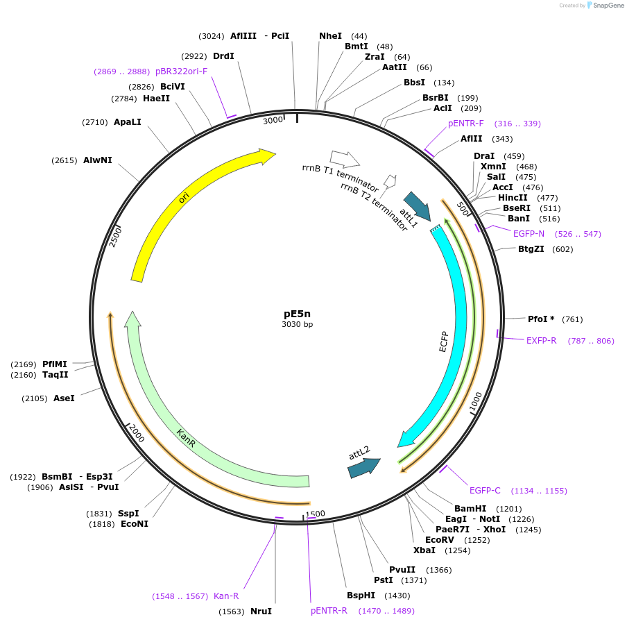 17459-plasmid-map-sequence-id-8627