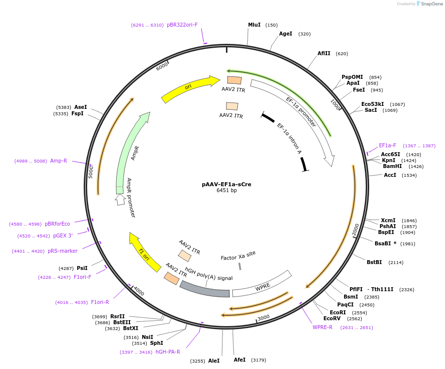 55635-plasmid-map-sequence-id-86308