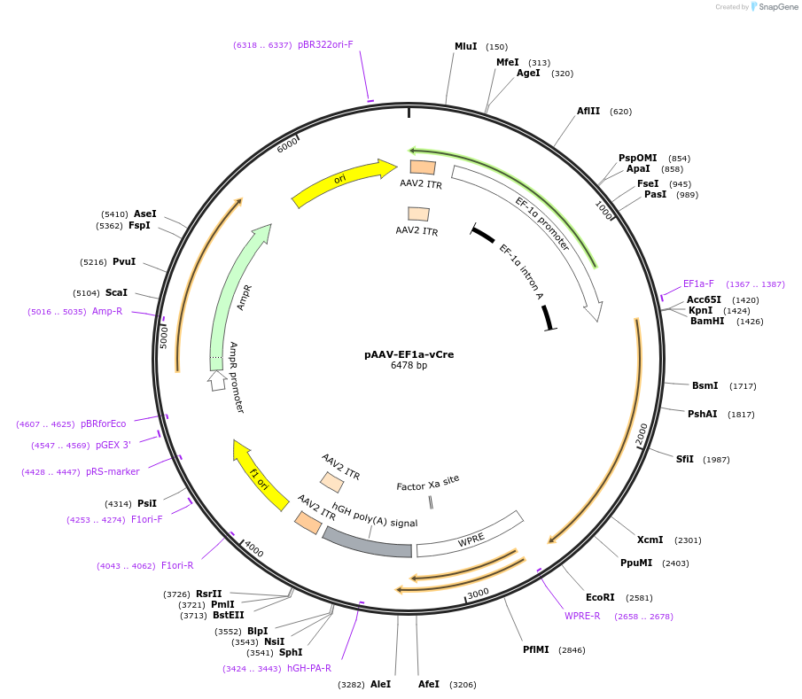 55638-plasmid-map-sequence-id-86315