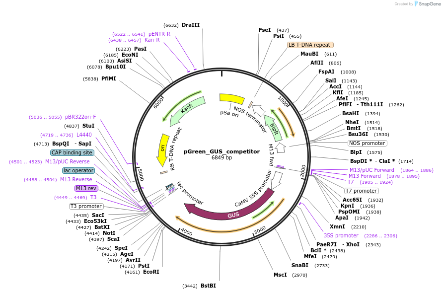 55208-plasmid-map-sequence-id-86322