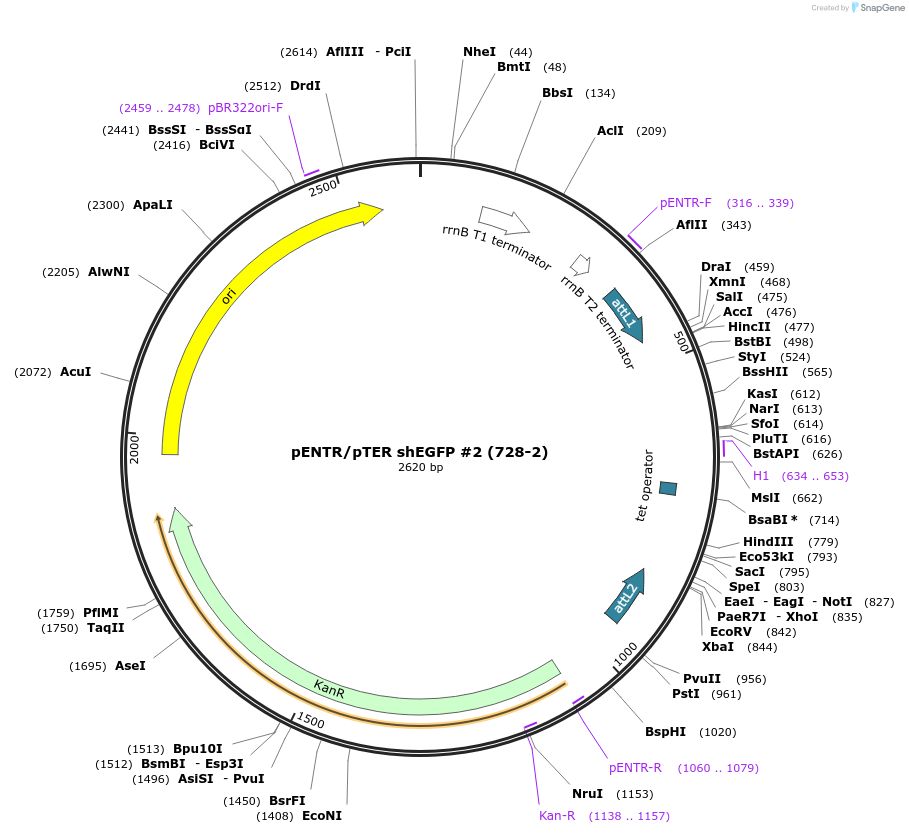 17471-plasmid-map-sequence-id-8636