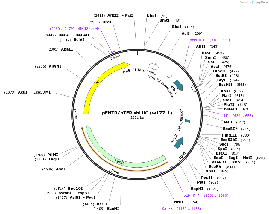 17472-plasmid-map-sequence-id-8637