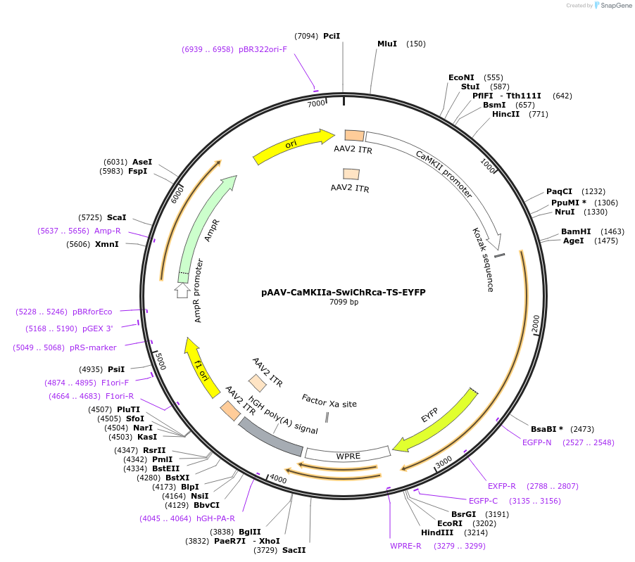 55630-plasmid-map-sequence-id-86370