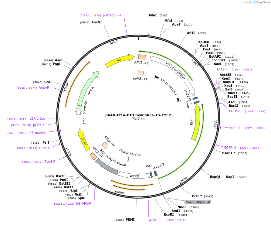 55631-plasmid-map-sequence-id-86377