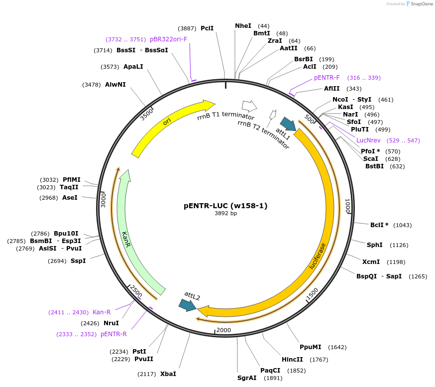 17473-plasmid-map-sequence-id-8638