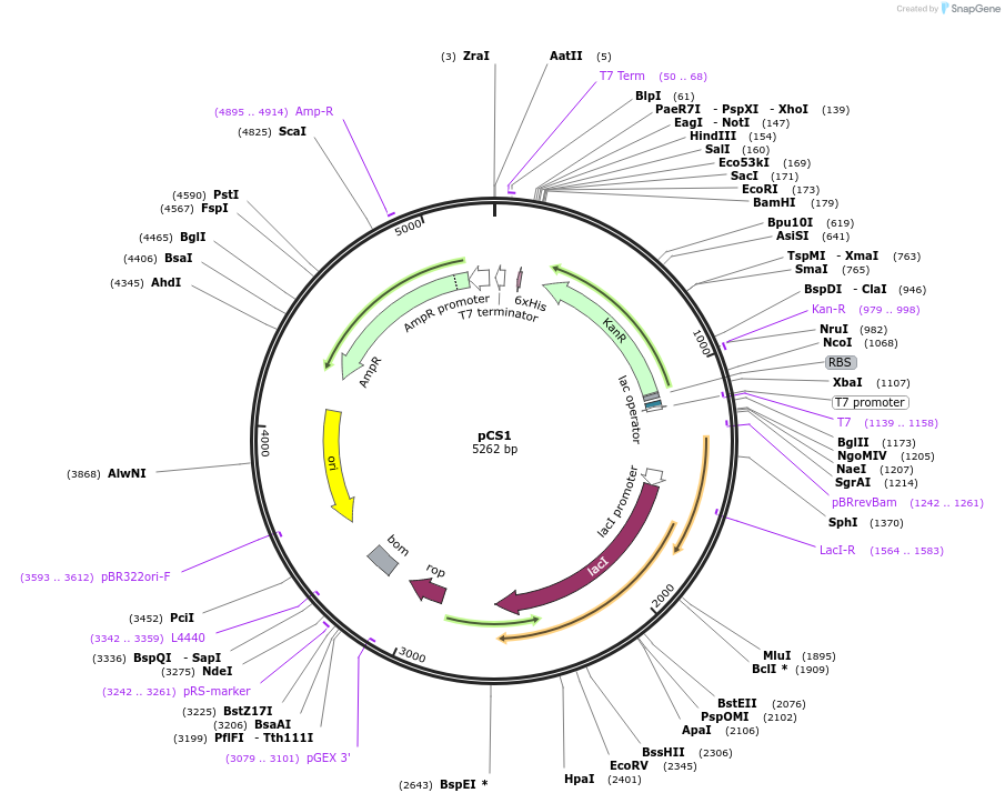 55749-plasmid-map-sequence-id-86406