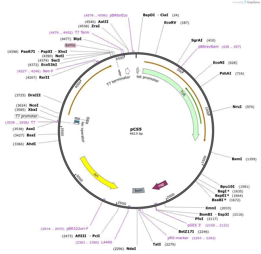 55750-plasmid-map-sequence-id-86407