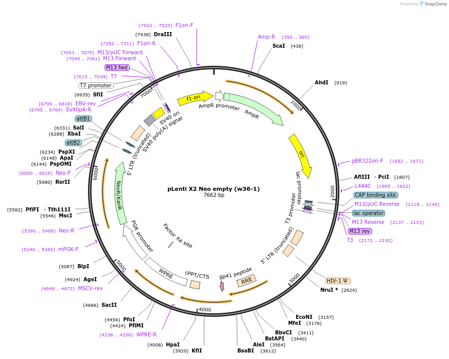 17478-plasmid-map-sequence-id-8643