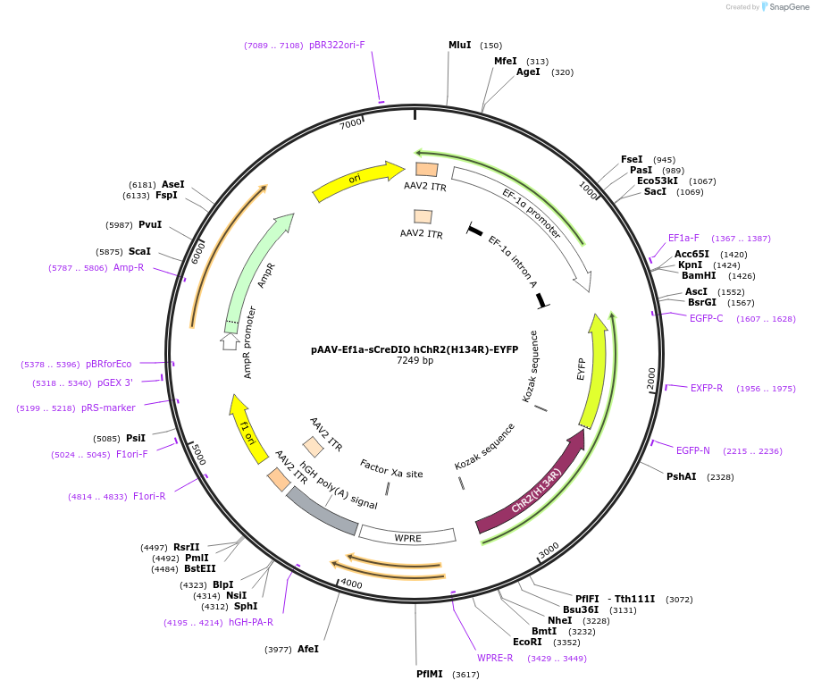 55642-plasmid-map-sequence-id-86433