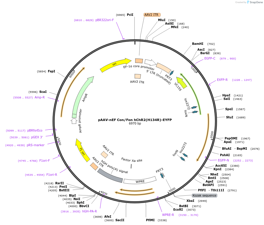 55644-plasmid-map-sequence-id-86437
