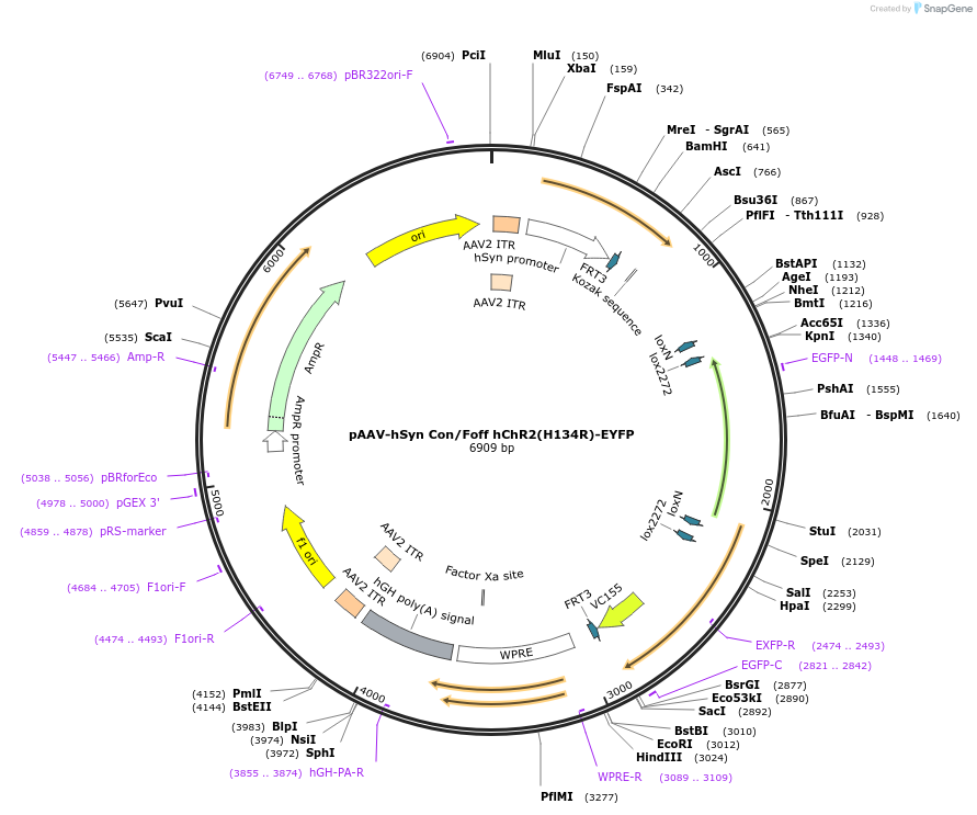 55646-plasmid-map-sequence-id-86449