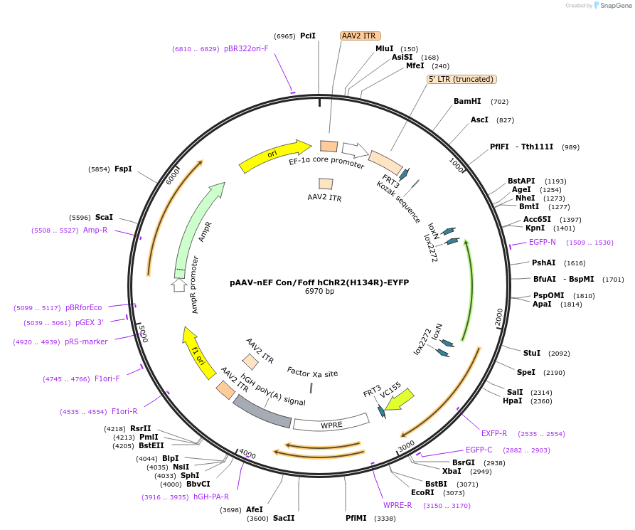 55647-plasmid-map-sequence-id-86450
