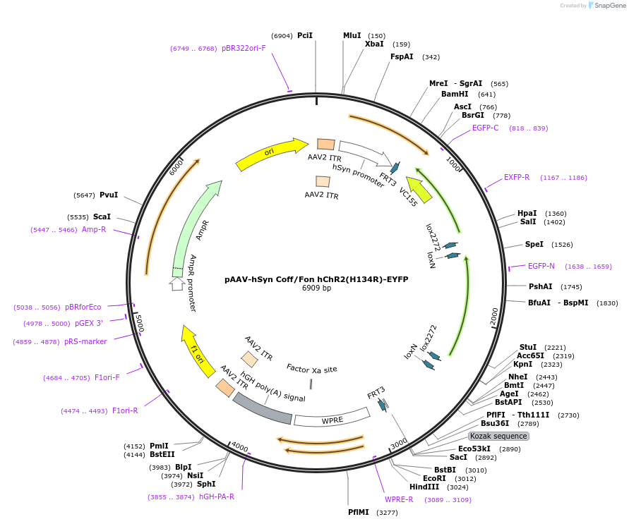 55648-plasmid-map-sequence-id-86451