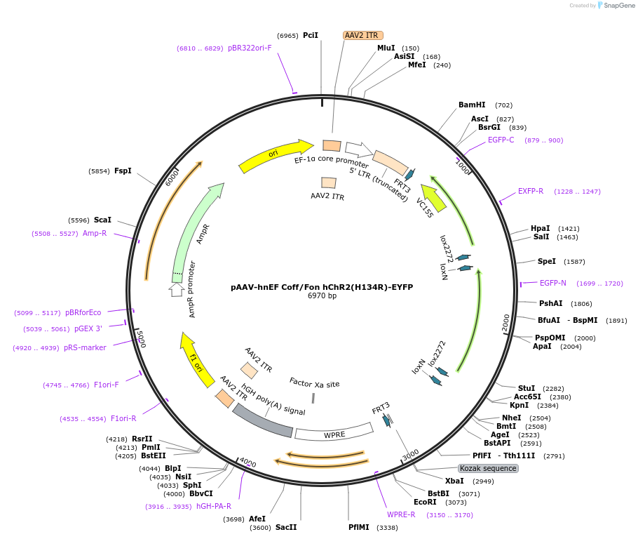 55649-plasmid-map-sequence-id-86452