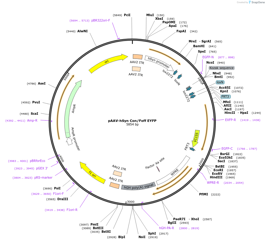 55651-plasmid-map-sequence-id-86454