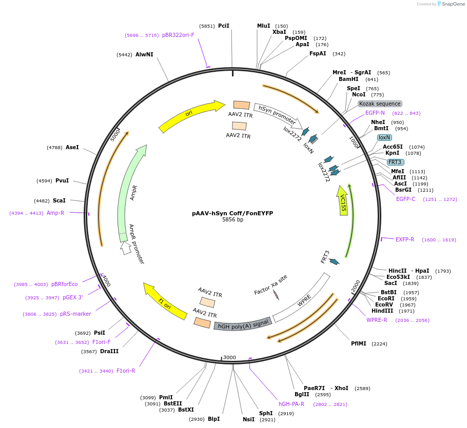 55652-plasmid-map-sequence-id-86455