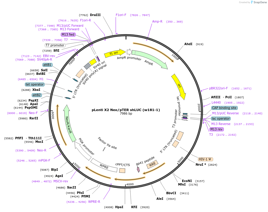17483-plasmid-map-sequence-id-8648