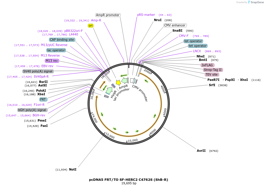 55614-plasmid-map-sequence-id-86500