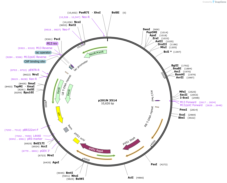 55769-plasmid-map-sequence-id-86510