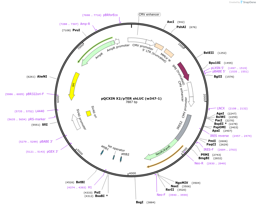17489-plasmid-map-sequence-id-8654