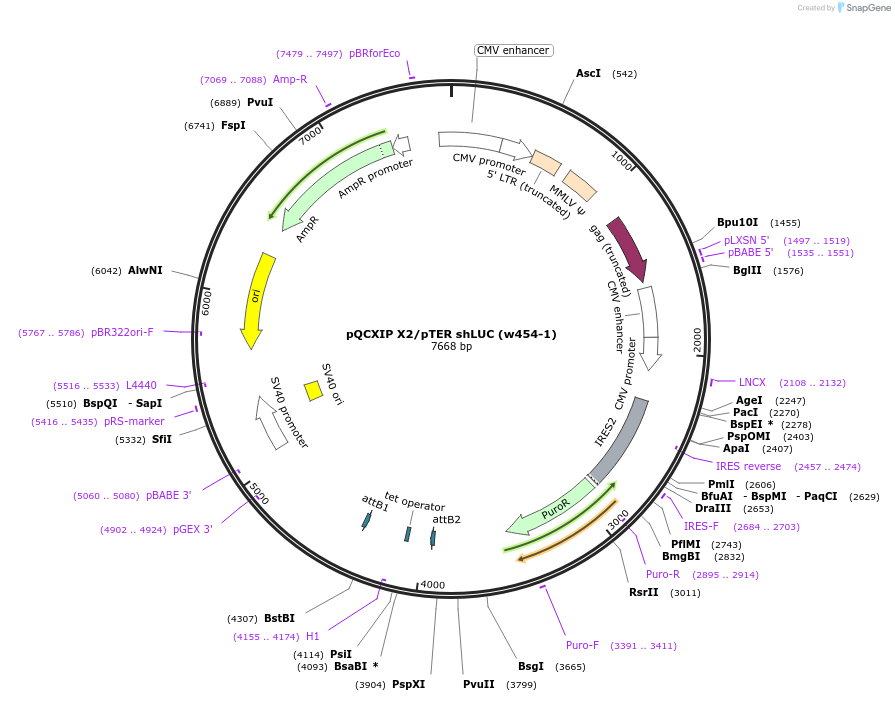 17491-plasmid-map-sequence-id-8655