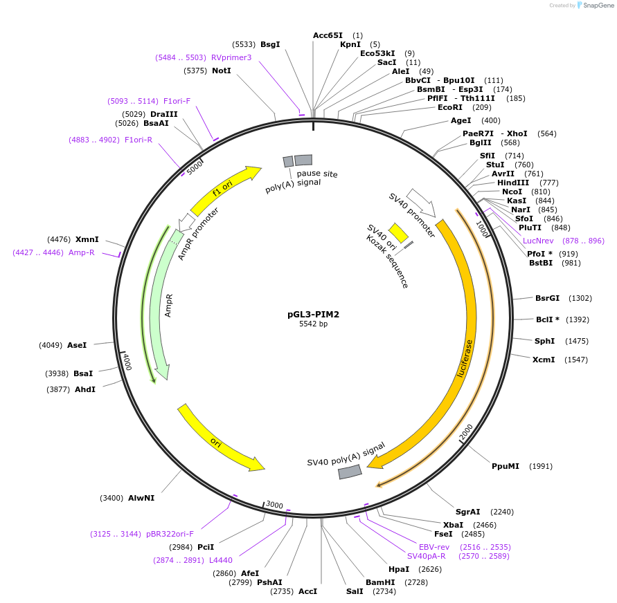 51848-plasmid-map-sequence-id-86660