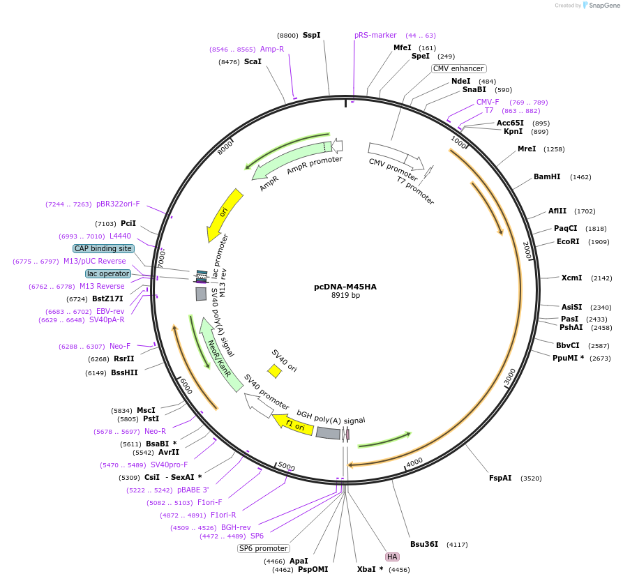 17573-plasmid-map-sequence-id-8673
