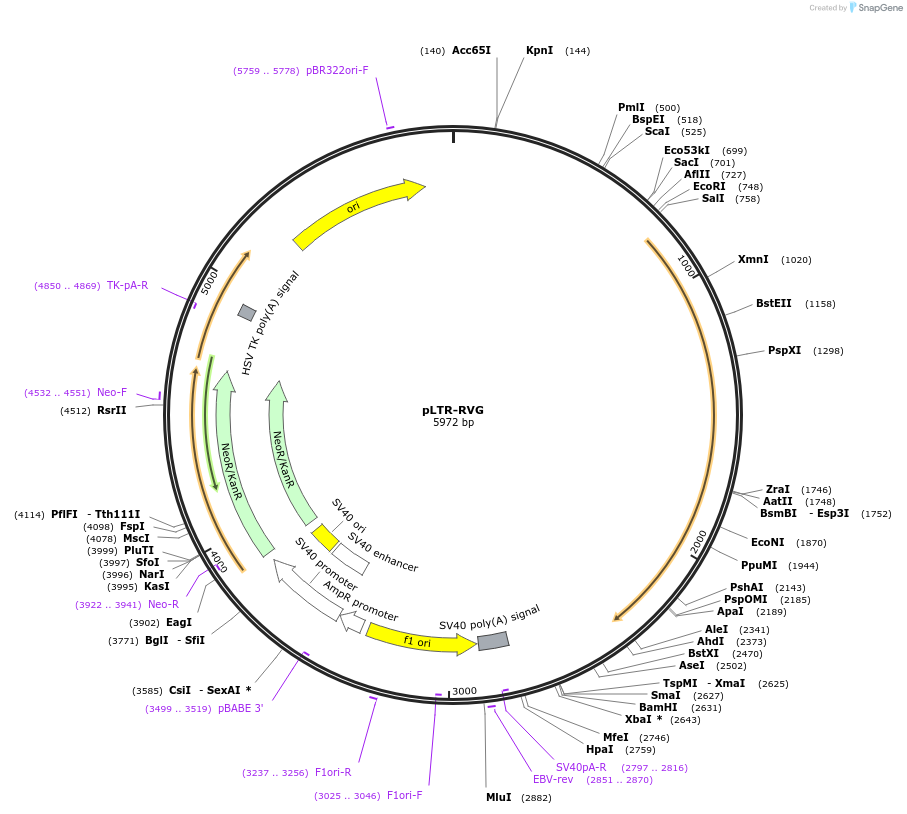 17577-plasmid-map-sequence-id-8677