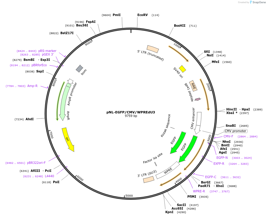 17579-plasmid-map-sequence-id-8678