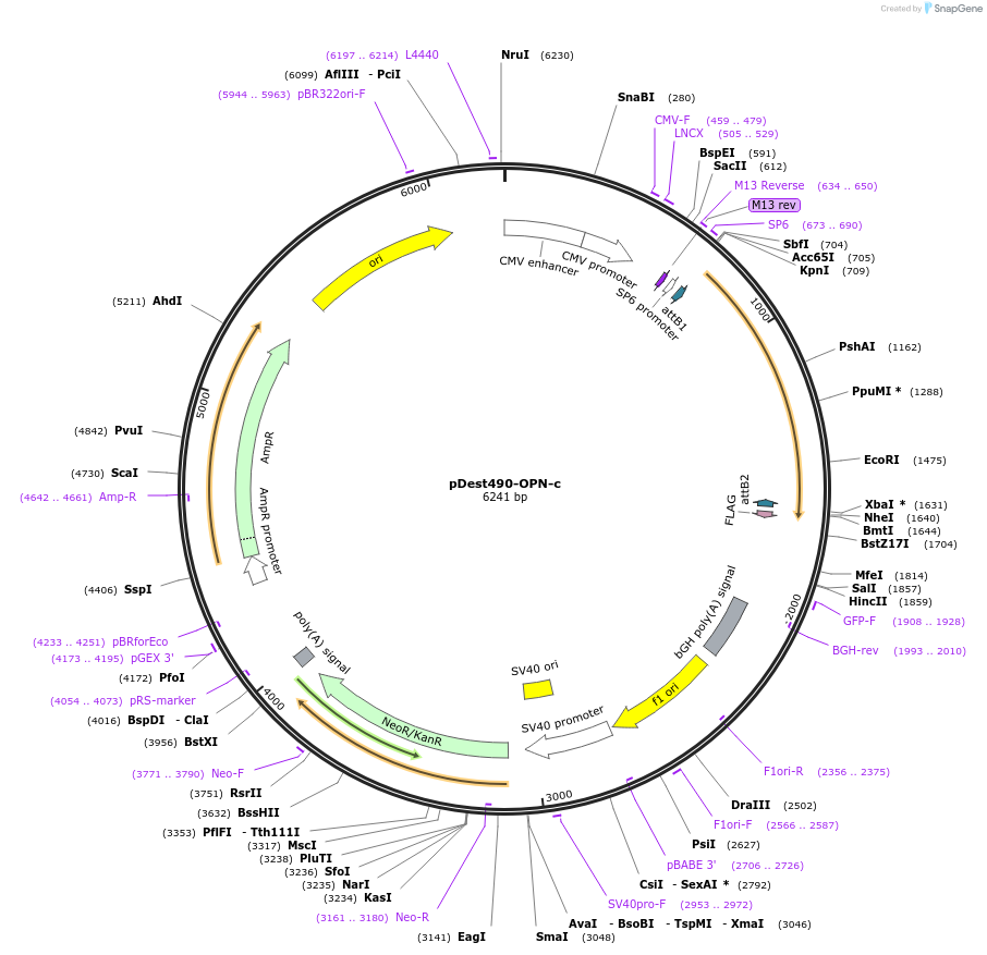 17592-plasmid-map-sequence-id-8681
