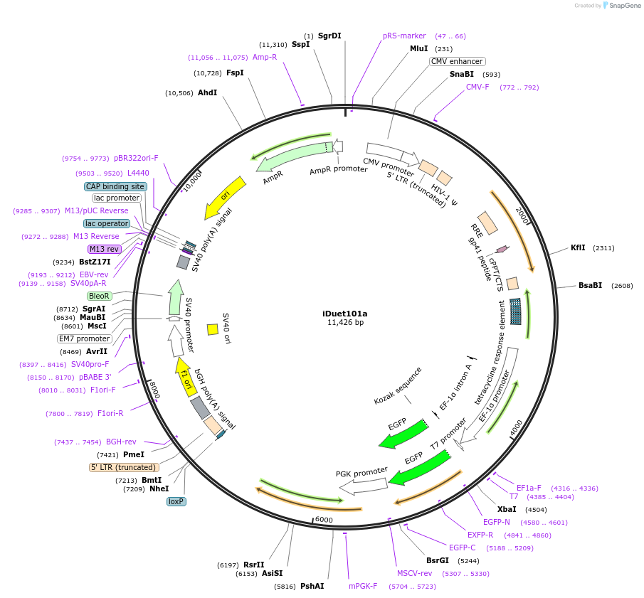 17629-plasmid-map-sequence-id-8695