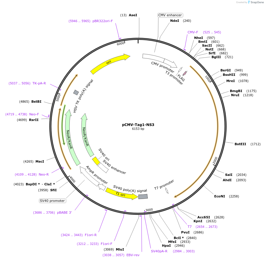 17645-plasmid-map-sequence-id-8697