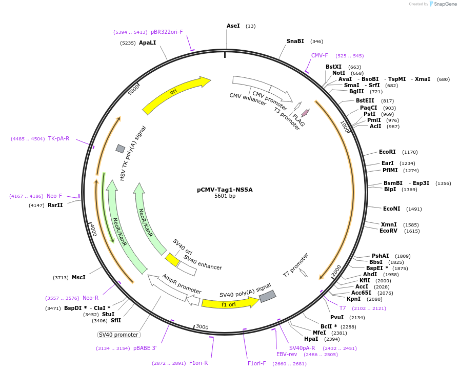 17646-plasmid-map-sequence-id-8698