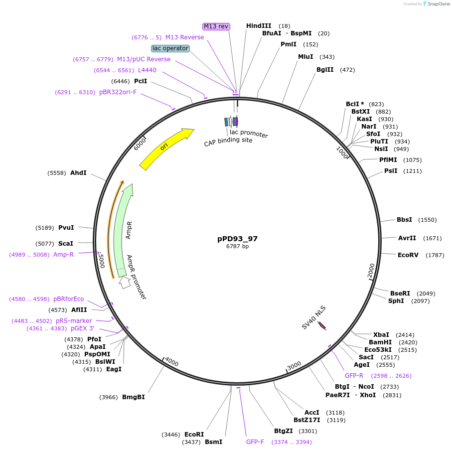 1476-plasmid-map-sequence-id-87