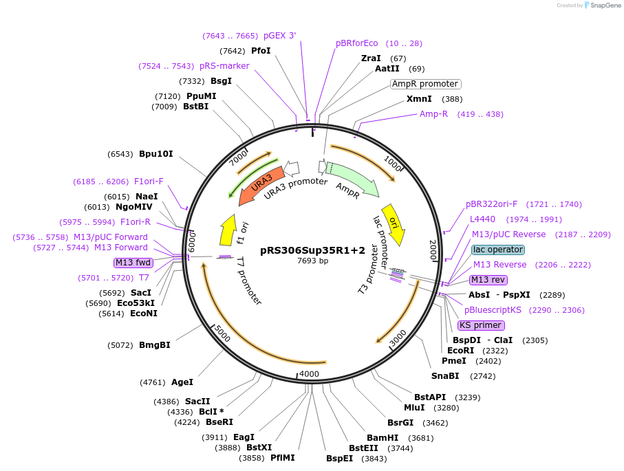 17716-plasmid-map-sequence-id-8707