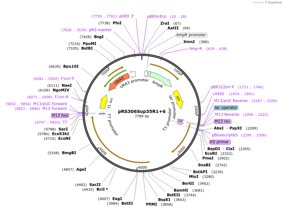 17719-plasmid-map-sequence-id-8710